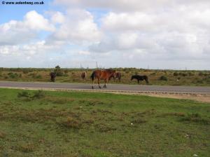 Ponies on the road